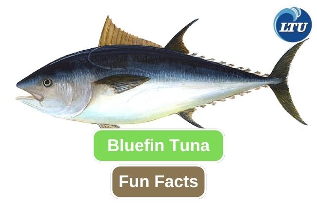 10 Impressive Facts about Bluefin Tuna